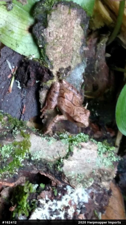 Spring Peeper