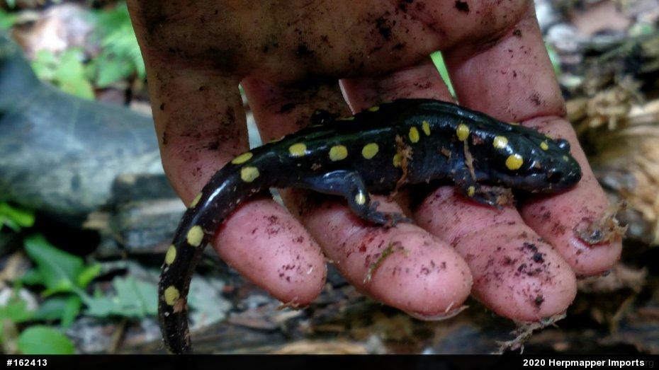 Spotted Salamander