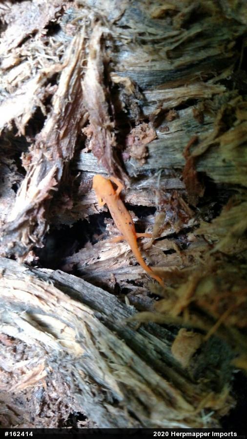 Red-spotted Newt