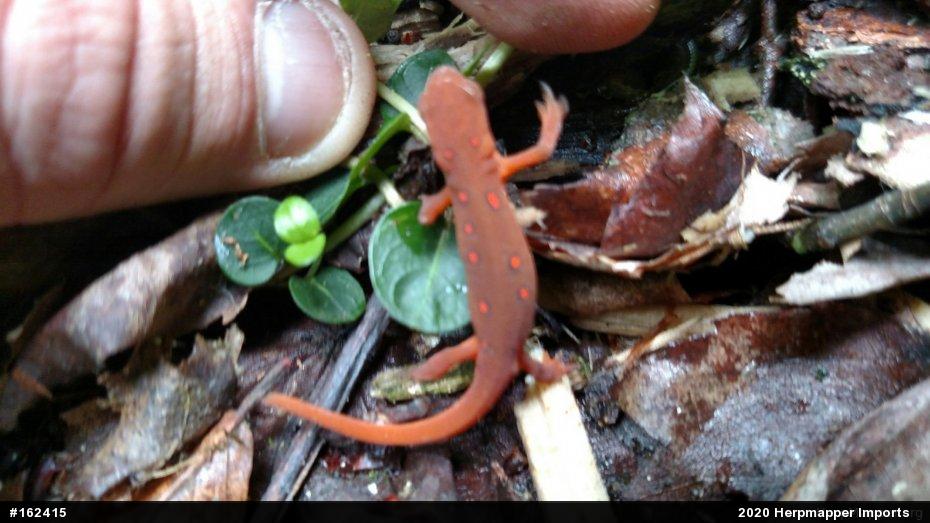 Red-spotted Newt