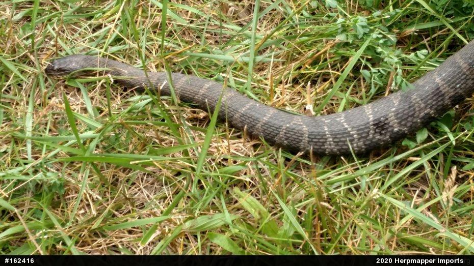 Northern Watersnake
