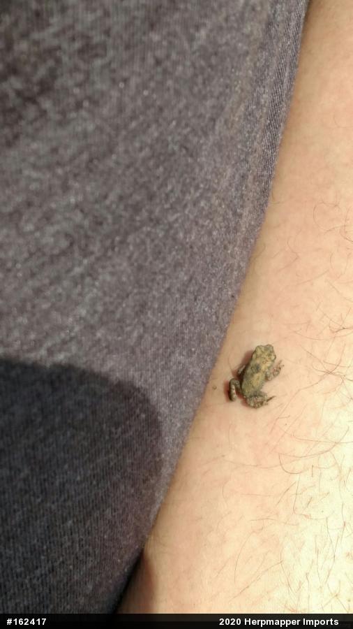 True Toads