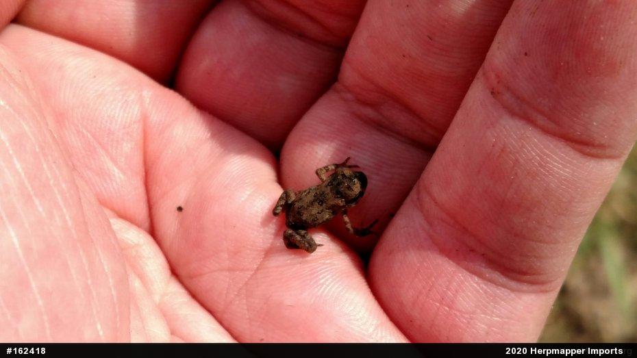 True Toads