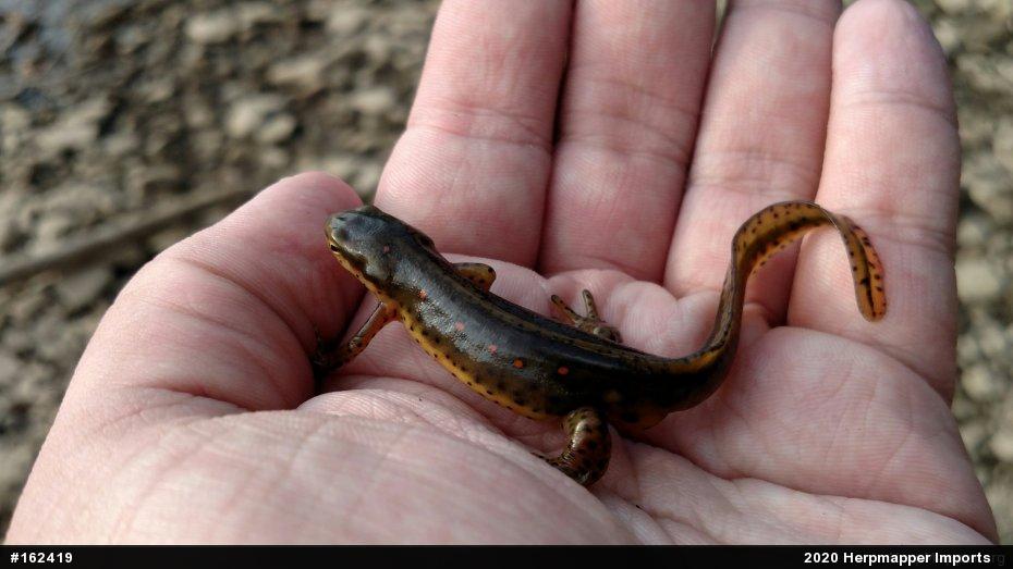 Red-spotted Newt