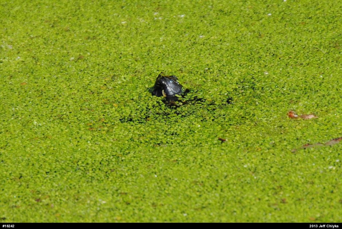Painted Turtle