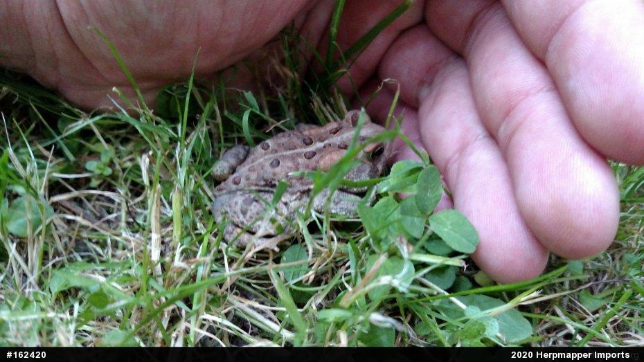 Eastern American Toad