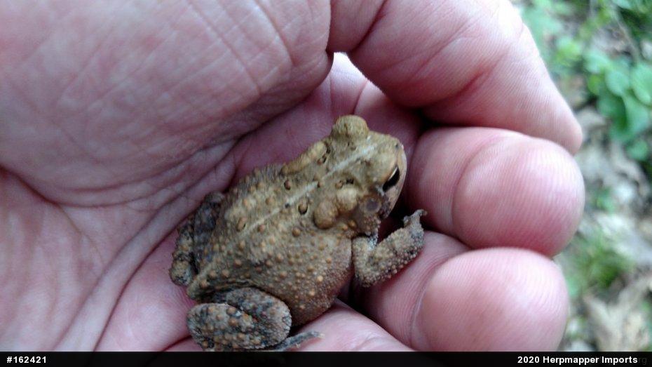 Eastern American Toad