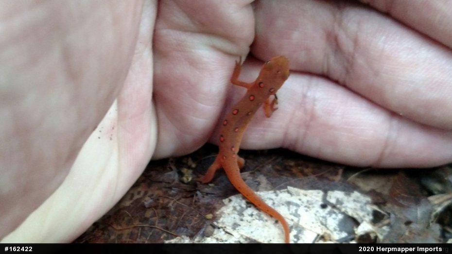 Red-spotted Newt