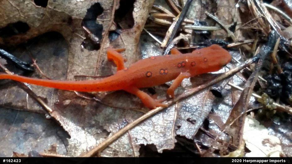 Red-spotted Newt