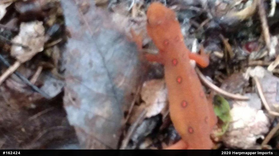 Red-spotted Newt
