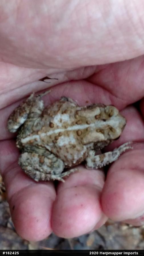Eastern American Toad