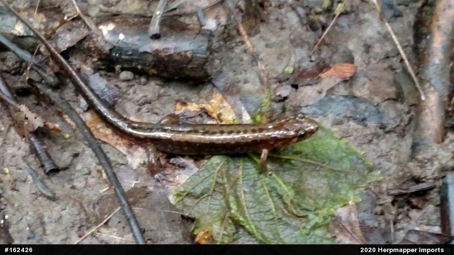 Allegheny Mountain Dusky Salamander