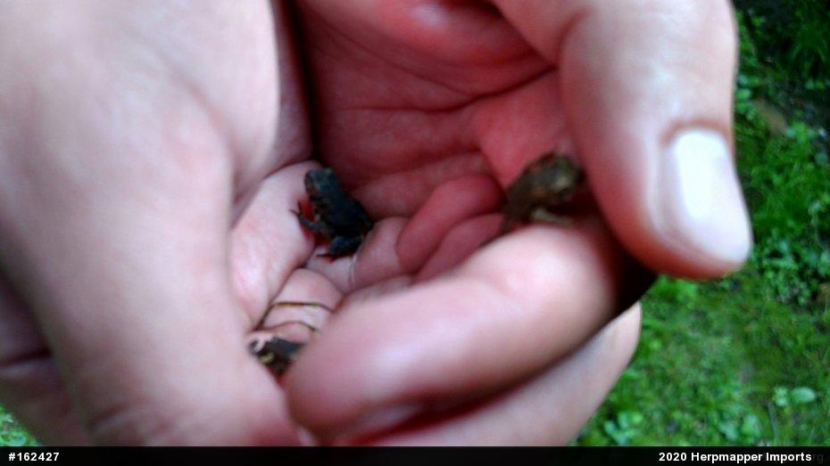 True Toads