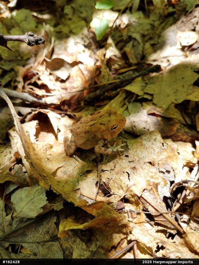 Eastern American Toad