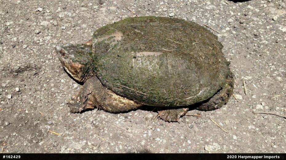 Snapping Turtle