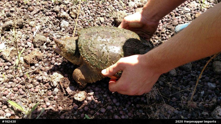 Snapping Turtle