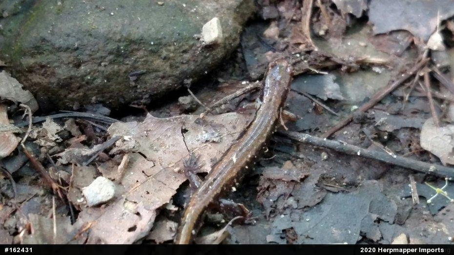 Northern Two-lined Salamander