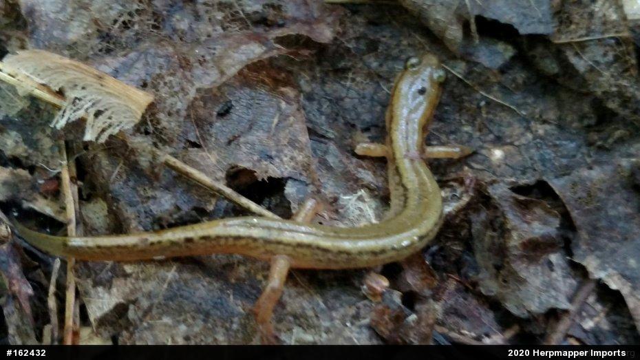 Northern Two-lined Salamander