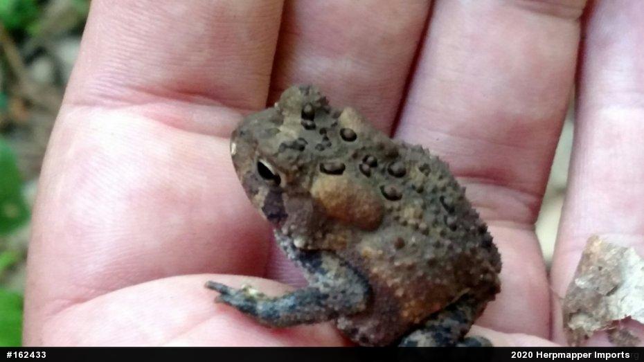 Eastern American Toad
