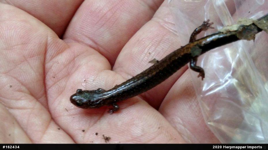 Eastern Red-backed  Salamander