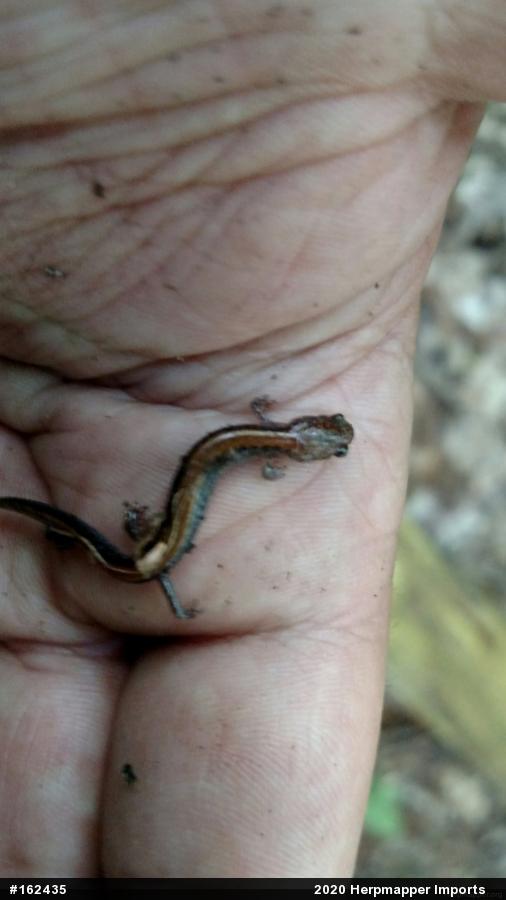 Eastern Red-backed  Salamander