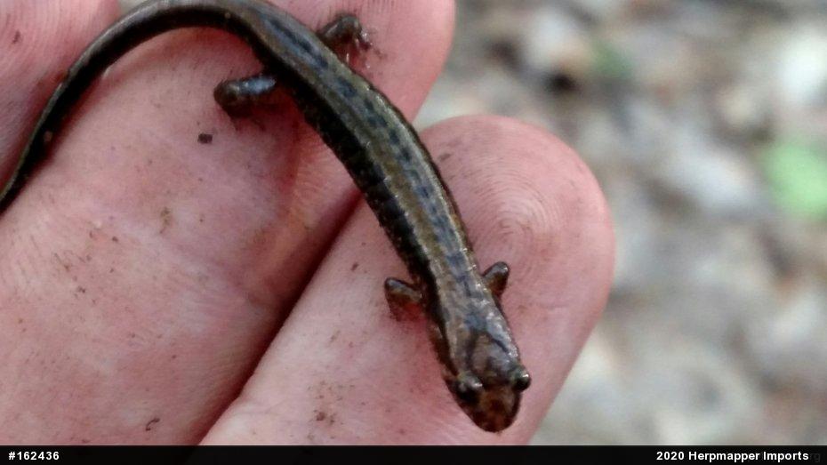Allegheny Mountain Dusky Salamander