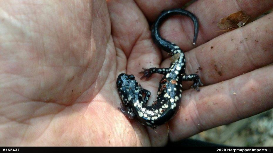 Northern Slimy Salamander