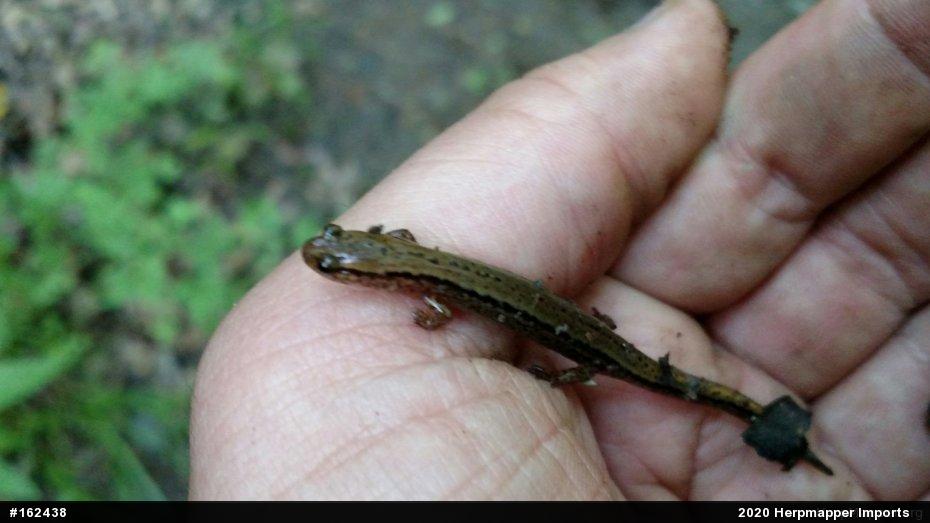 Northern Two-lined Salamander