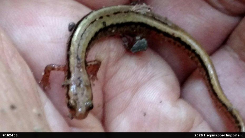 Northern Two-lined Salamander