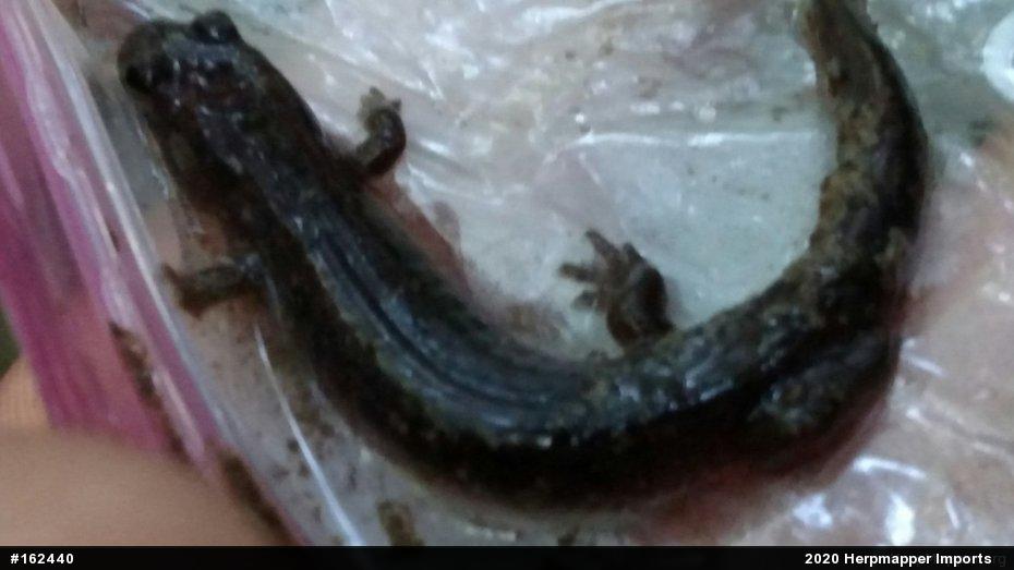 Northern Dusky Salamander