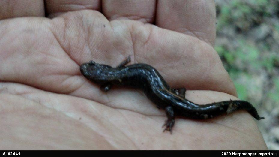 Allegheny Mountain Dusky Salamander