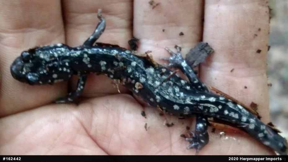 Northern Slimy Salamander