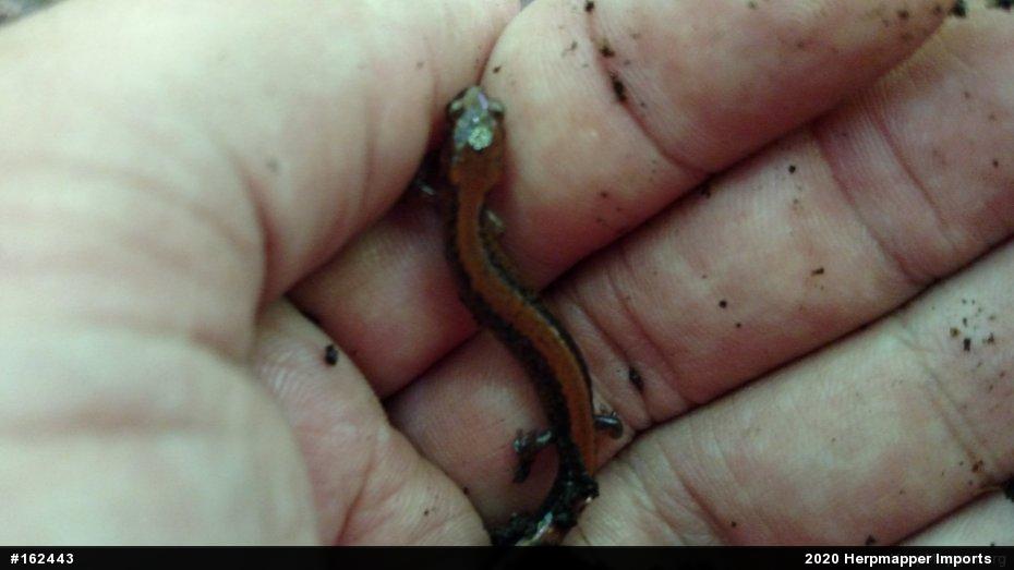 Eastern Red-backed  Salamander