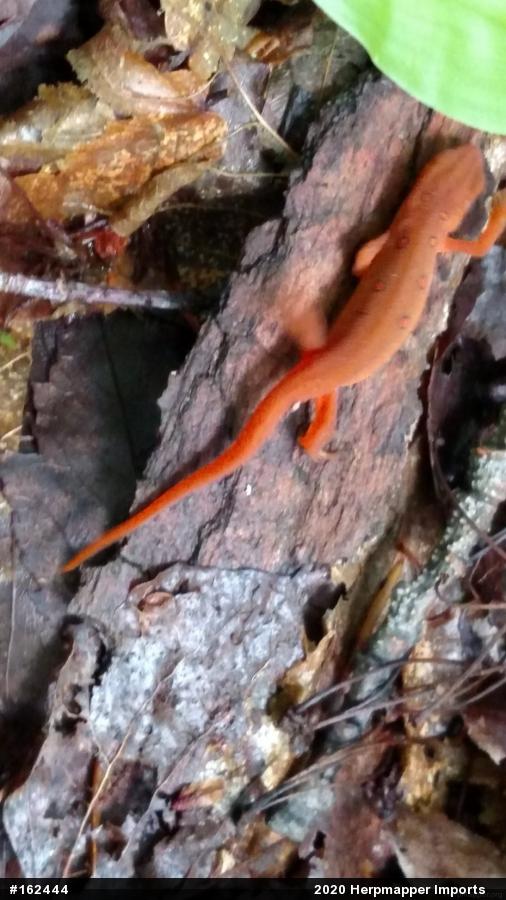 Red-spotted Newt