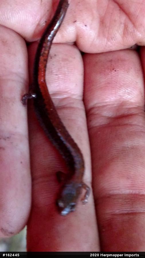 Eastern Red-backed  Salamander