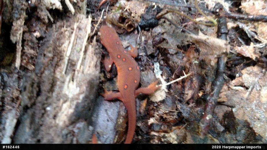 Red-spotted Newt