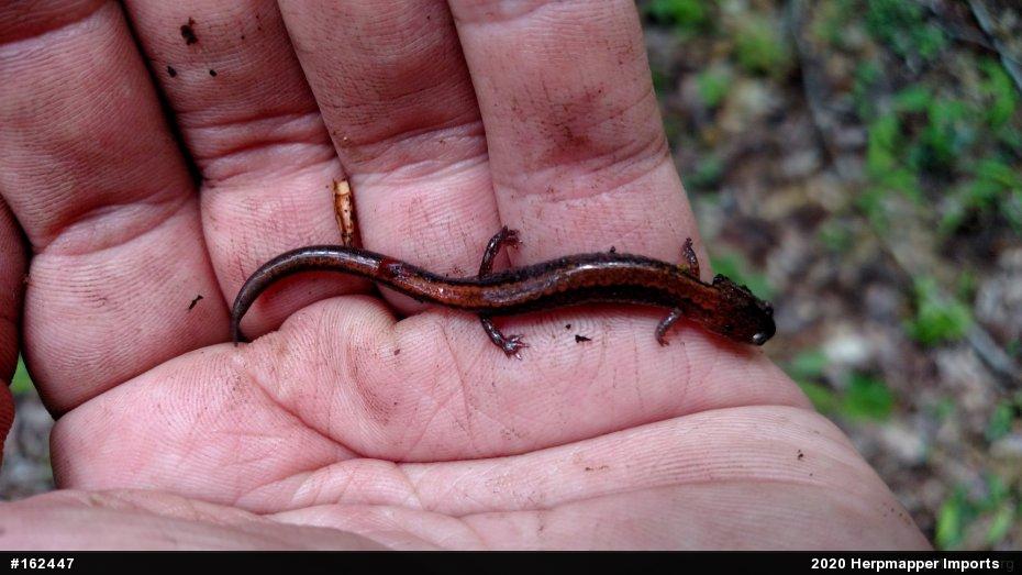 Eastern Red-backed  Salamander
