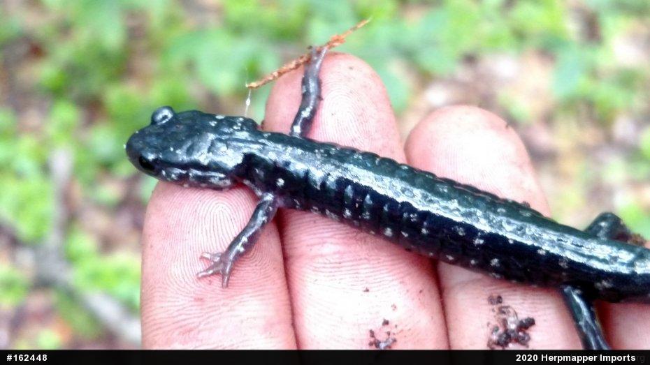 Northern Slimy Salamander
