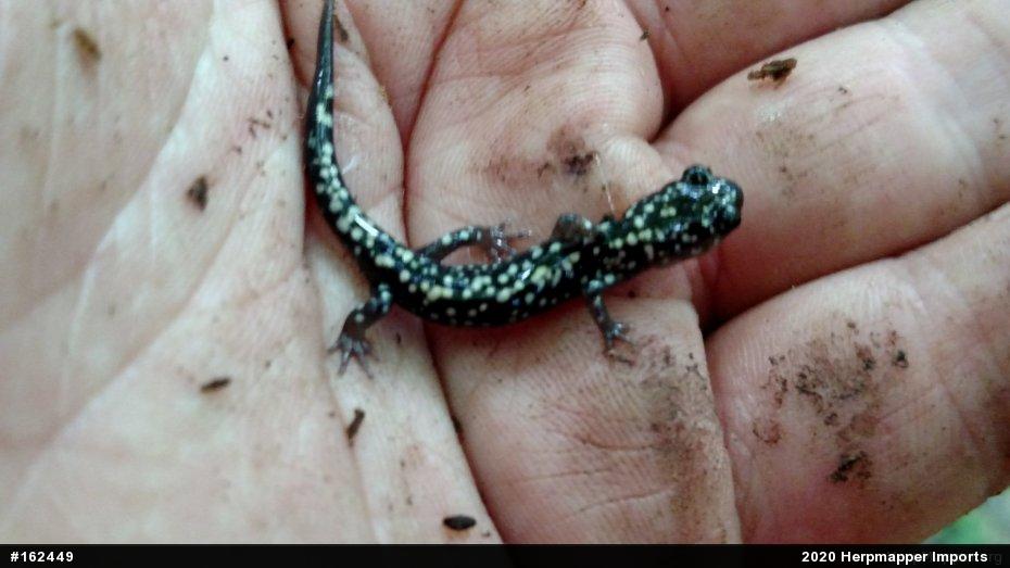 Northern Slimy Salamander