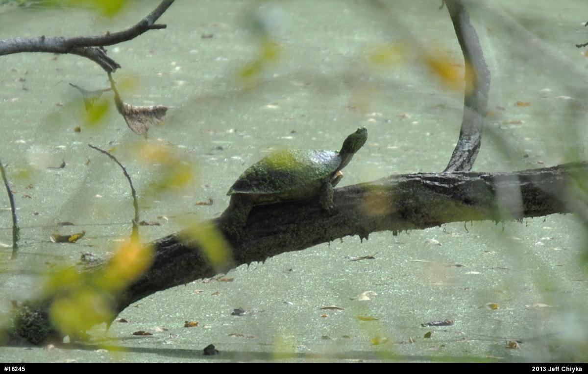 Eastern Painted Turtle