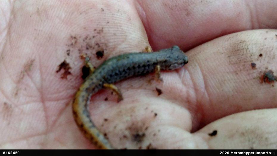Four-toed Salamander