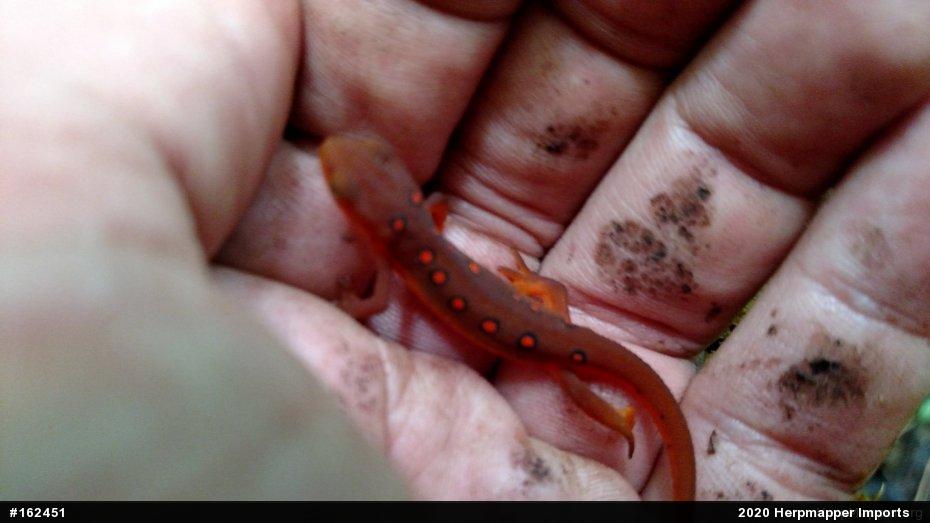 Red-spotted Newt