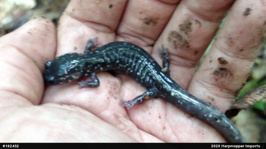Northern Slimy Salamander
