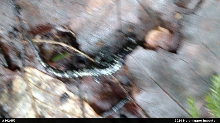Northern Slimy Salamander