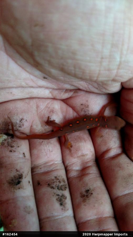 Red-spotted Newt