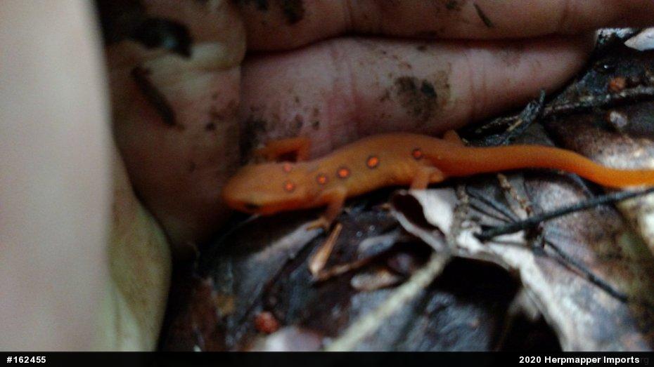 Red-spotted Newt