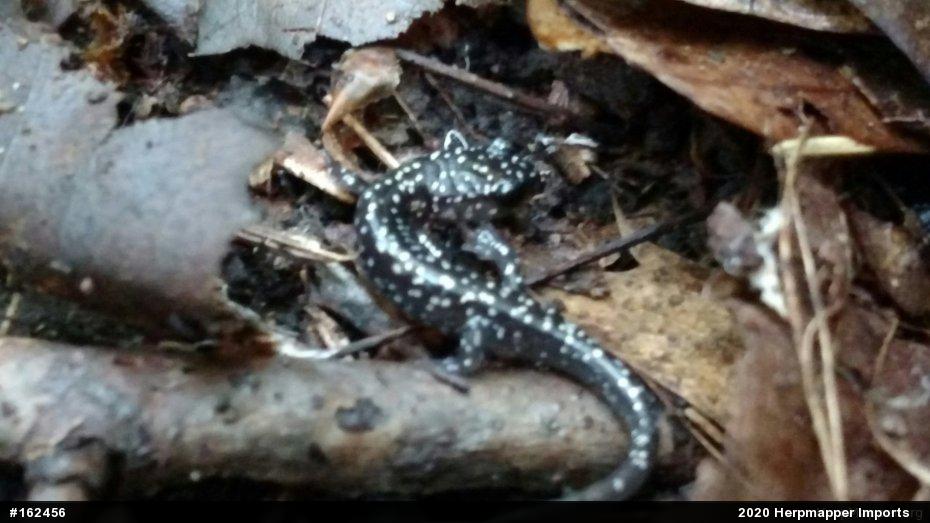 Northern Slimy Salamander