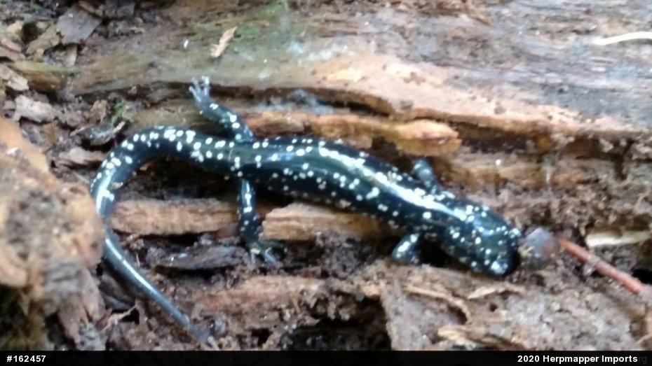 Northern Slimy Salamander