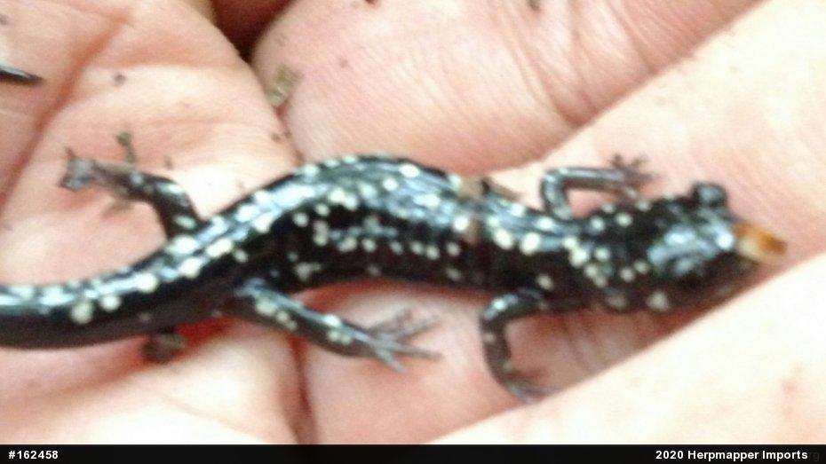 Northern Slimy Salamander