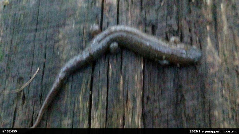 Dusky Salamanders